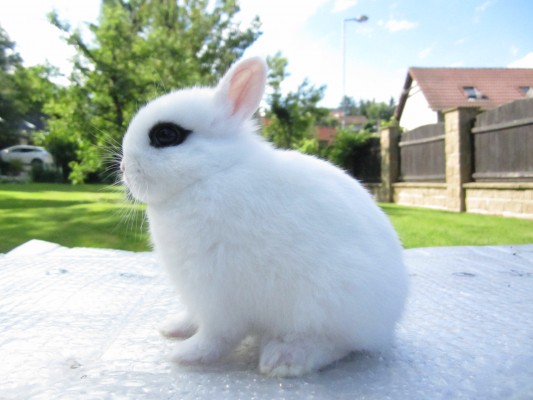 hotot